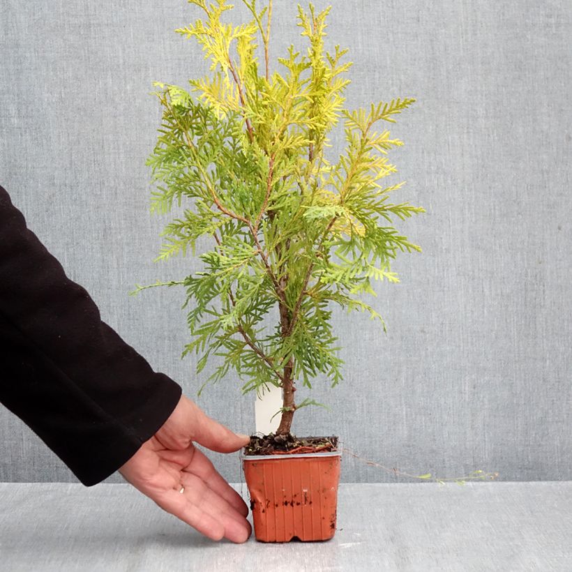 Thuja occidentalis Golden Brabant - Eastern White Cedar 8/9 cm pot sample as delivered in autumn