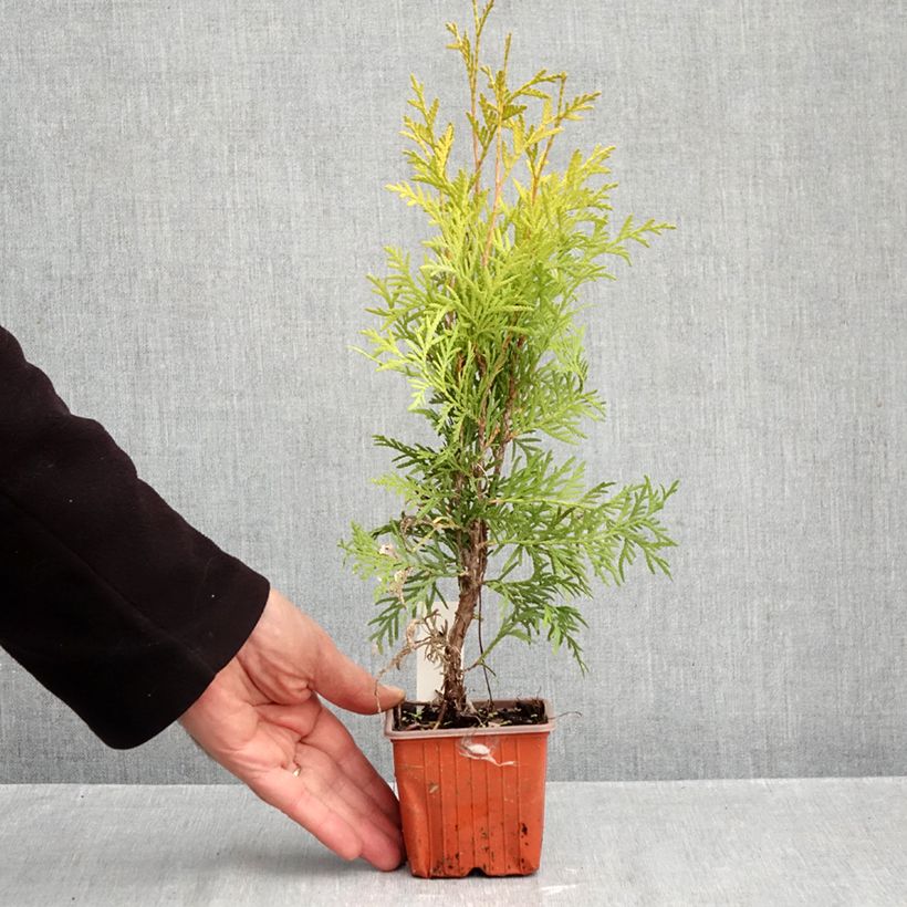 Thuja occidentalis Golden Globe - Canadian Arborvitae 8/9 cm pot sample as delivered in autumn