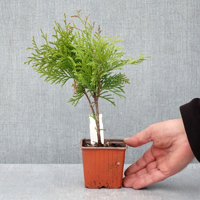 Thuja occidentalis Golden Globe - Canadian Arborvitae 8/9 cm pot sample as delivered in spring