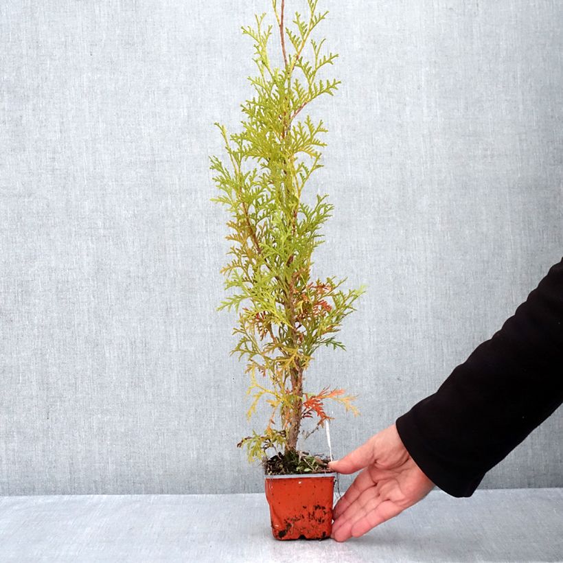 Thuja occidentalis Malonyana Aurea - Eastern White Cedar 8/9 cm pot sample as delivered in autumn