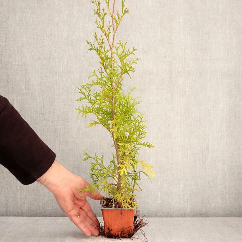 Thuja occidentalis Malonyana Aurea - Eastern White Cedar 8/9 cm pot sample as delivered in spring