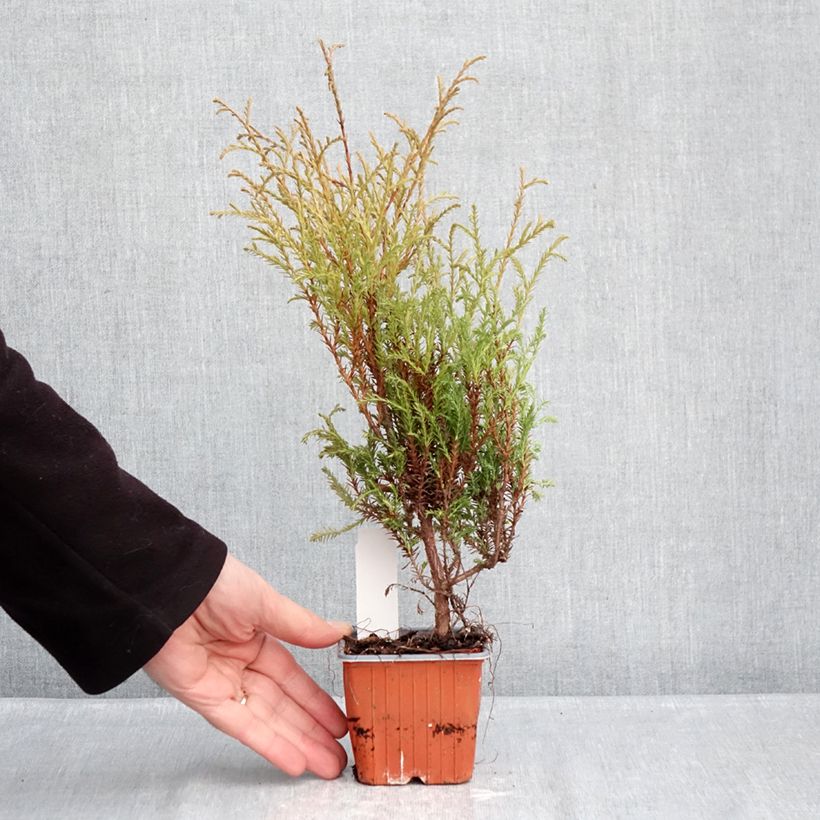 Thuja occidentalis Mr Bowling Ball - Canadian Arborvitae 8/9 cm pot sample as delivered in winter