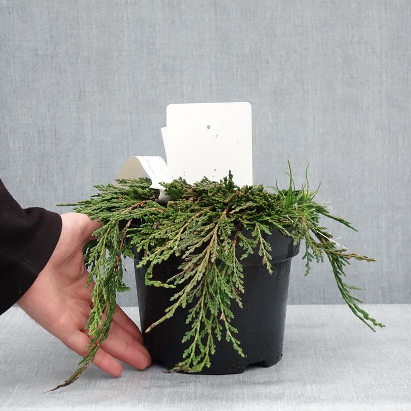 Thuja occidentalis Pancake Concesarini - Canadian Arborvitae 2L/3L pot sample as delivered in winter