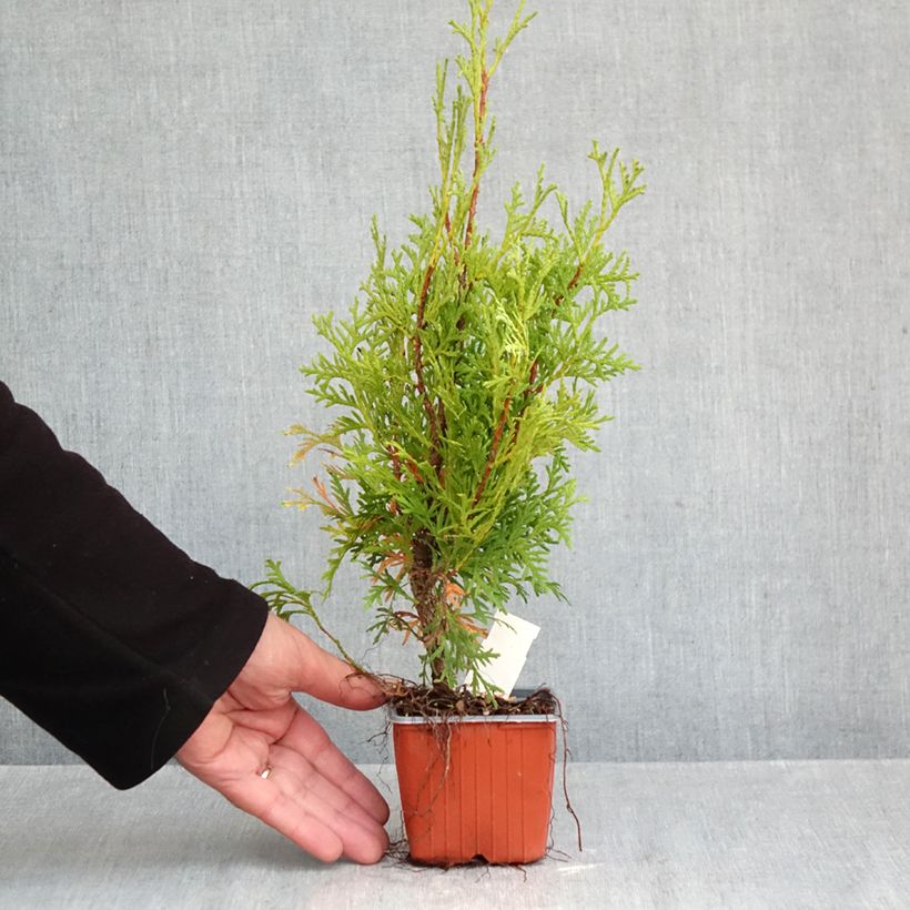 Thuja occidentalis Pyramidalis Compacta - Eastern White Cedar 8/9 cm pot sample as delivered in autumn
