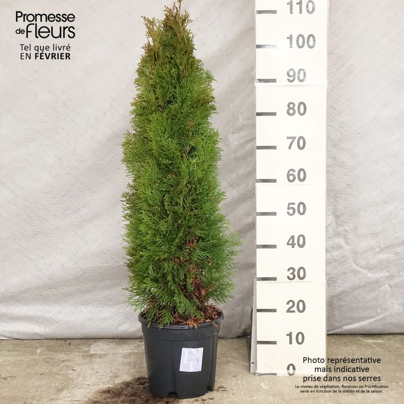 Thuja occidentalis Smaragd - Canadian Arborvitae 7.5L/10L pot sample as delivered in winter