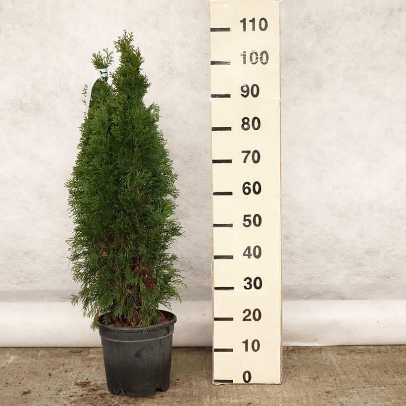 Thuja occidentalis Smaragd - Canadian Arborvitae 7.5L/10L pot sample as delivered in spring
