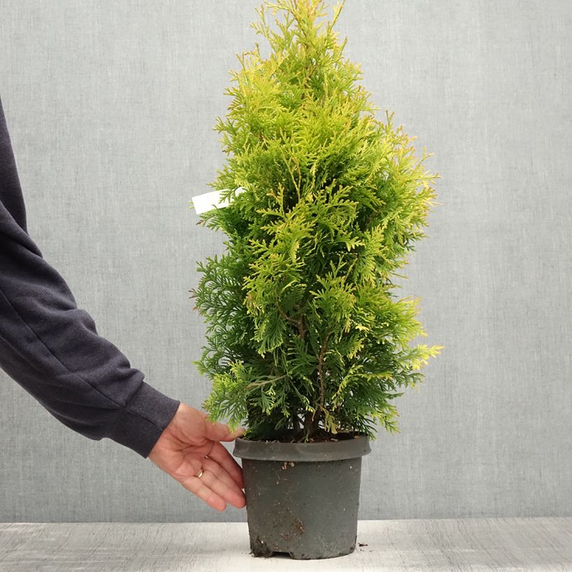 Thuja occidentalis Yellow Ribbon - Canadian Arborvitae 2L/3L pot sample as delivered in summer