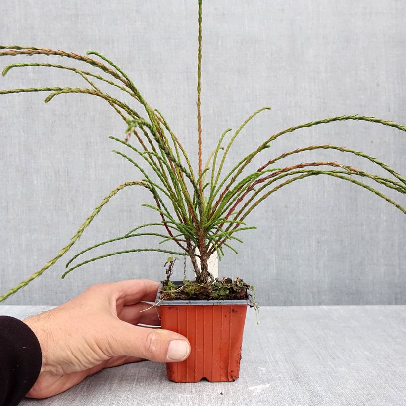 Thuja plicata Whipcord - Western Red Cedar 8/9 cm pot sample as delivered in autumn