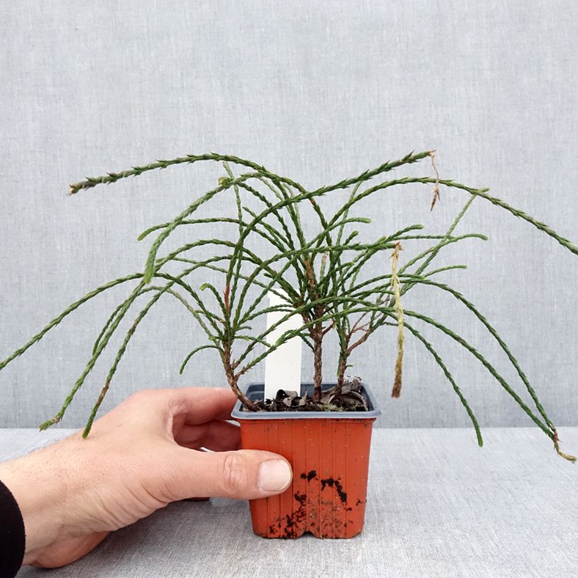 Thuja plicata Whipcord - Western Red Cedar 8/9 cm pot sample as delivered in spring