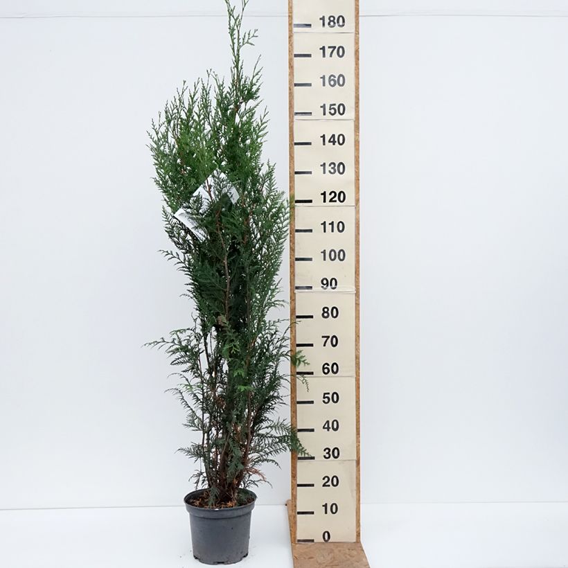 Thuja plicata Atrovirens - Western Red Cedar for hedging 6L/7L pot sample as delivered in autumn