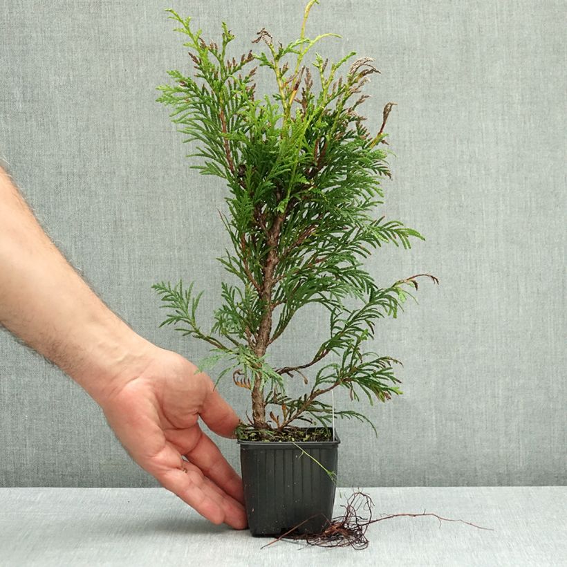 Thuja plicata Zebrina - Western Red Cedar 8/9 cm pot sample as delivered in autumn