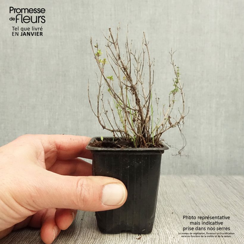 Thymus citriodorus - Lemon Thyme Organic 8/9 cm pot sample as delivered in winter