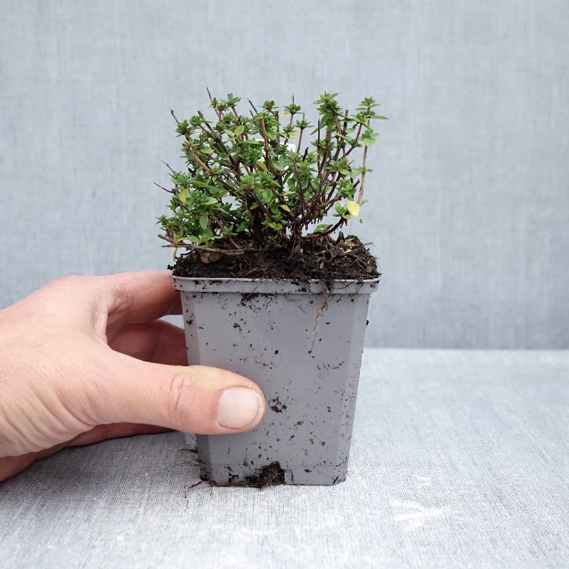 Thymus citriodorus -Lemon thyme in seedlings 8/9 cm pot sample as delivered in autumn