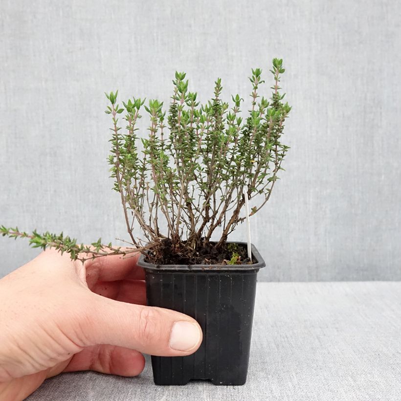 Thymus Lammefjord - Lemon thyme 8/9 cm pot sample as delivered in spring