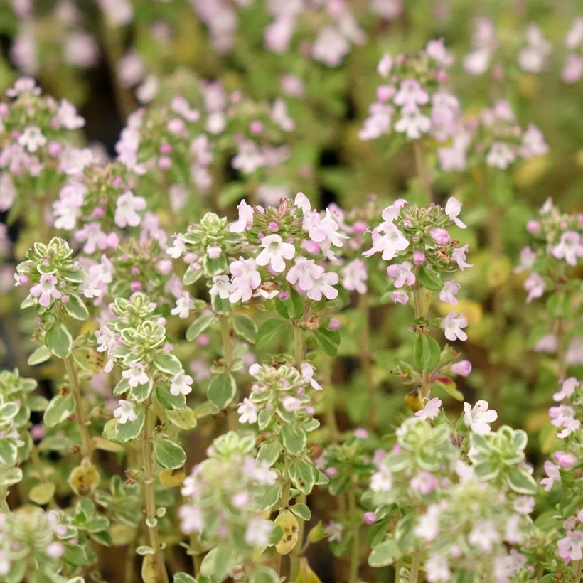 Thymus citriodorus Silver Queen - Lemon Thyme (Flowering)