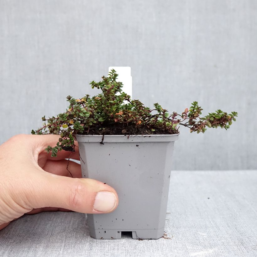 Thymus citriodorus Doone Valley - Lemon Thyme 8/9 cm pot sample as delivered in autumn