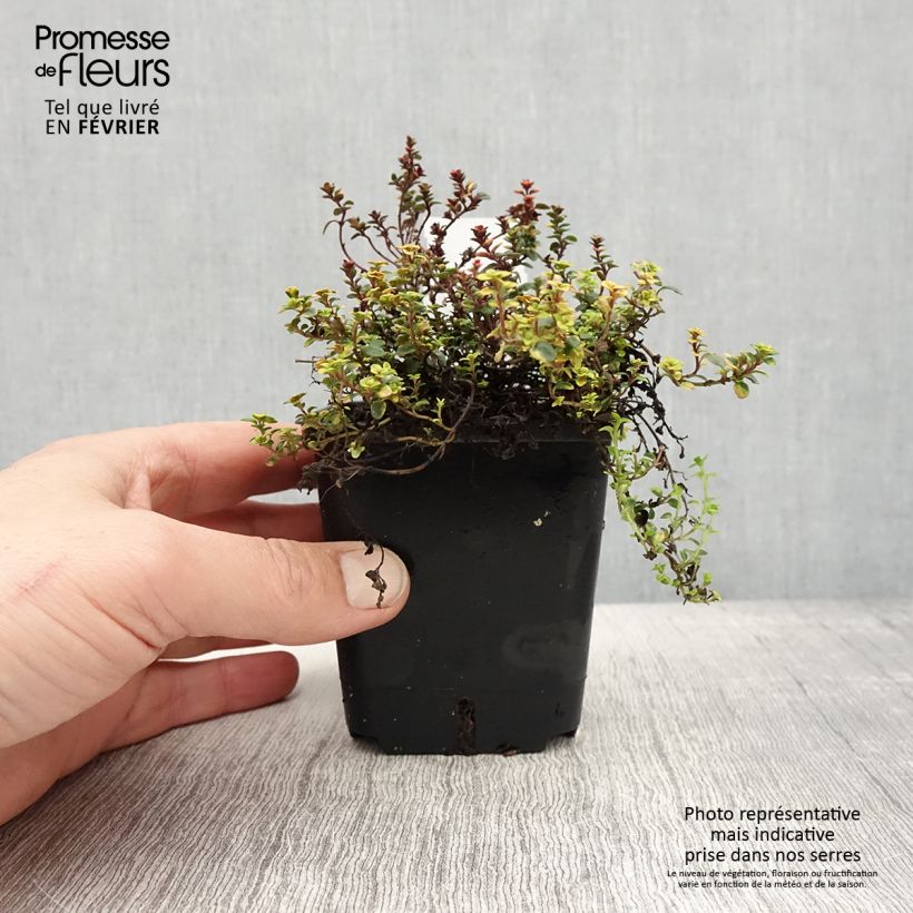 Thymus citriodorus Doone Valley - Lemon Thyme 8/9 cm pot sample as delivered in winter