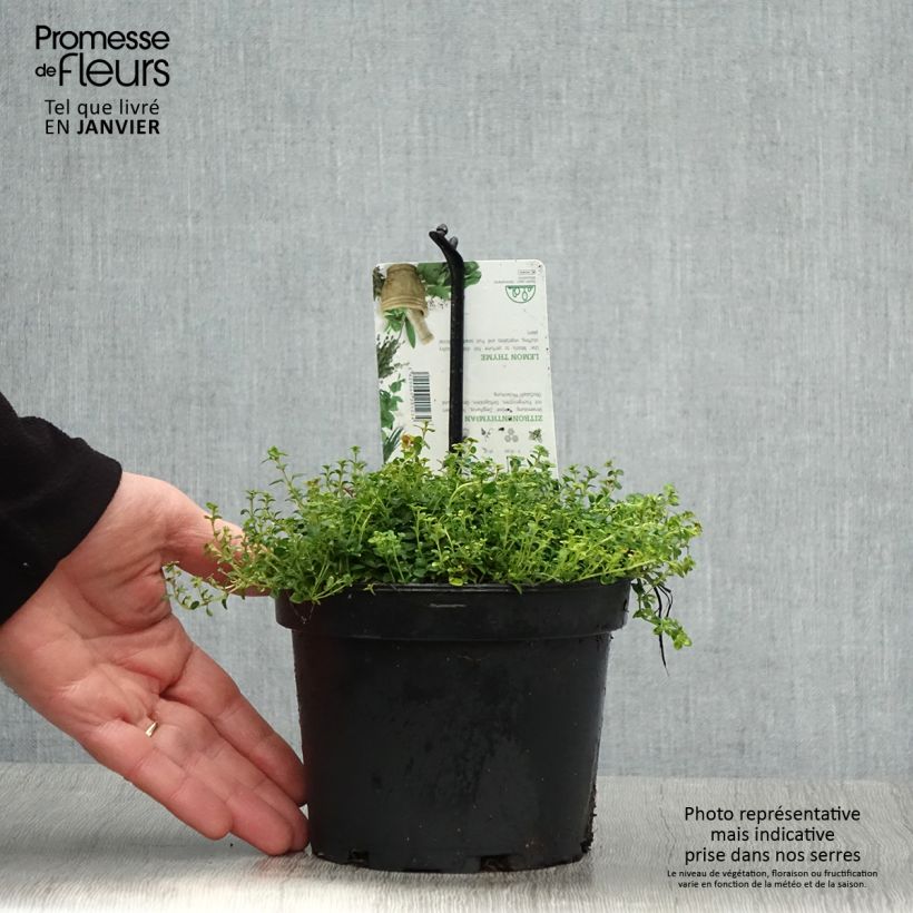 Thymus citriodorus Doone Valley - Lemon Thyme 1L/1.5L pot sample as delivered in winter