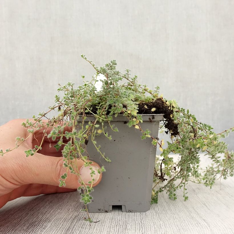 Thymus pseudolanuginosus - Thyme 8/9 cm pot sample as delivered in autumn