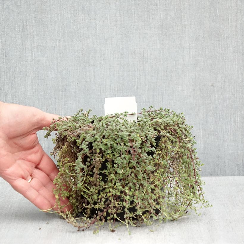 Thymus pseudolanuginosus - Thyme 2L/3L pot sample as delivered in autumn