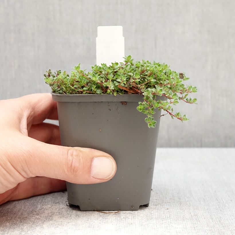 Thymus praecox Bressingham - Thyme 8/9 cm pot sample as delivered in spring