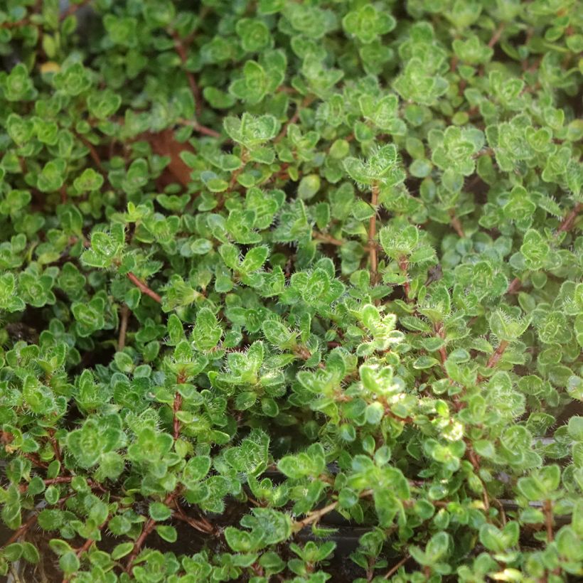 Thymus praecox Bressingham - Thyme (Foliage)