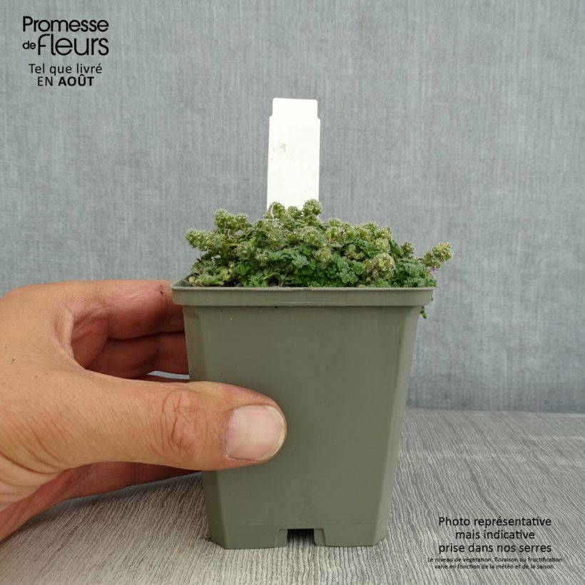Thymus praecox Minor - Thyme 8/9 cm pot sample as delivered in summer