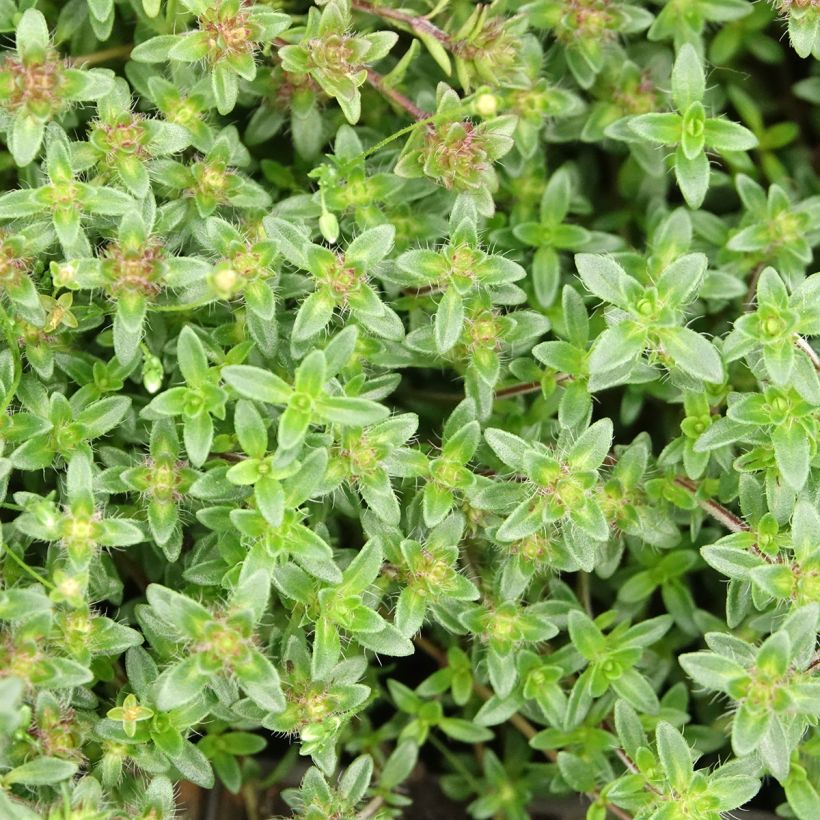 Thymus praecox Red Carpet - Thyme (Foliage)