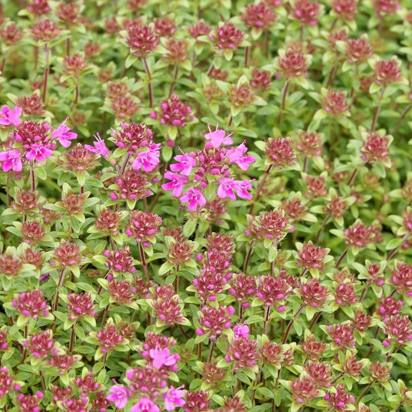 Thymus praecox Red Carpet - Thyme (Flowering)
