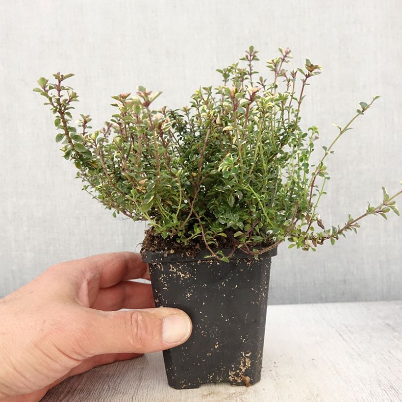 Thymus pulegioides Foxley - Thyme  8/9 cm pot sample as delivered in spring