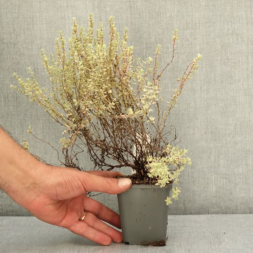 Thymus vulgaris Silver Posie - Silver Thyme 8/9 cm pot sample as delivered in summer