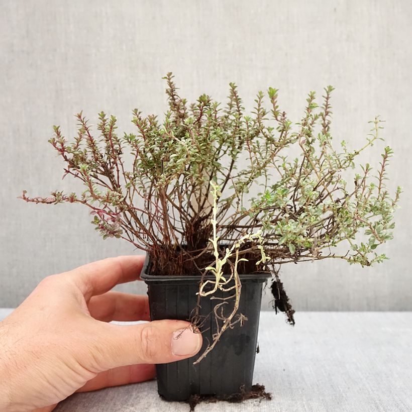 Thymus vulgaris Silver Posie - Silver Thyme 8/9 cm pot sample as delivered in spring
