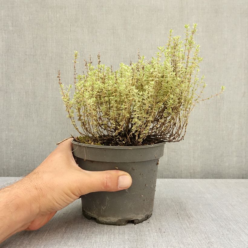 Thymus vulgaris Silver Posie - Silver Thyme 1.5L/2L pot sample as delivered in summer