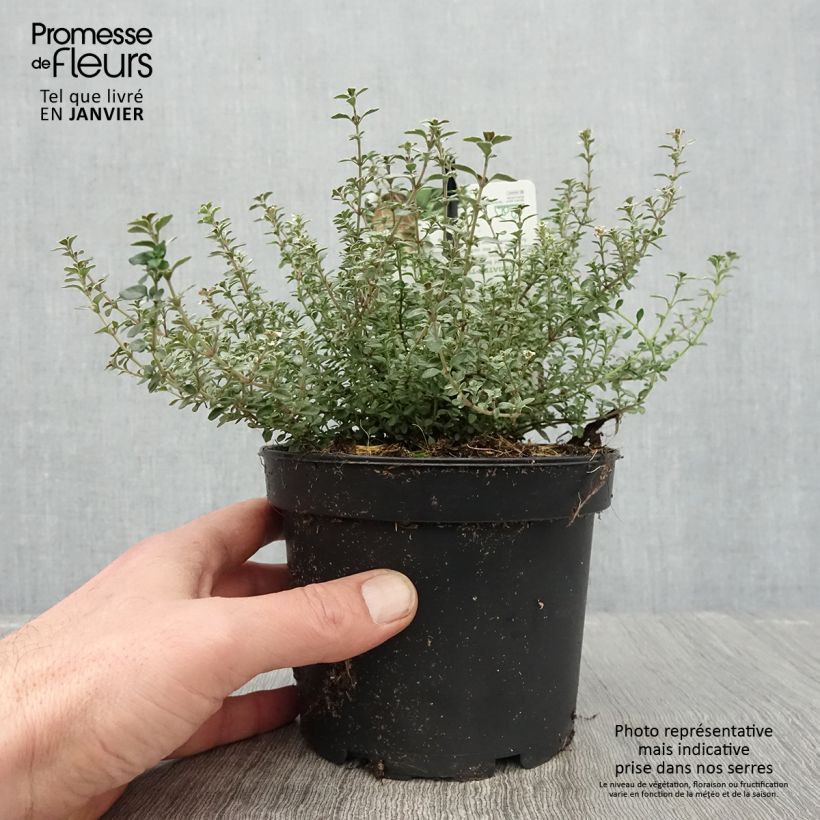 Thymus vulgaris Silver Posie - Silver Thyme 1.5L/2L pot sample as delivered in winter