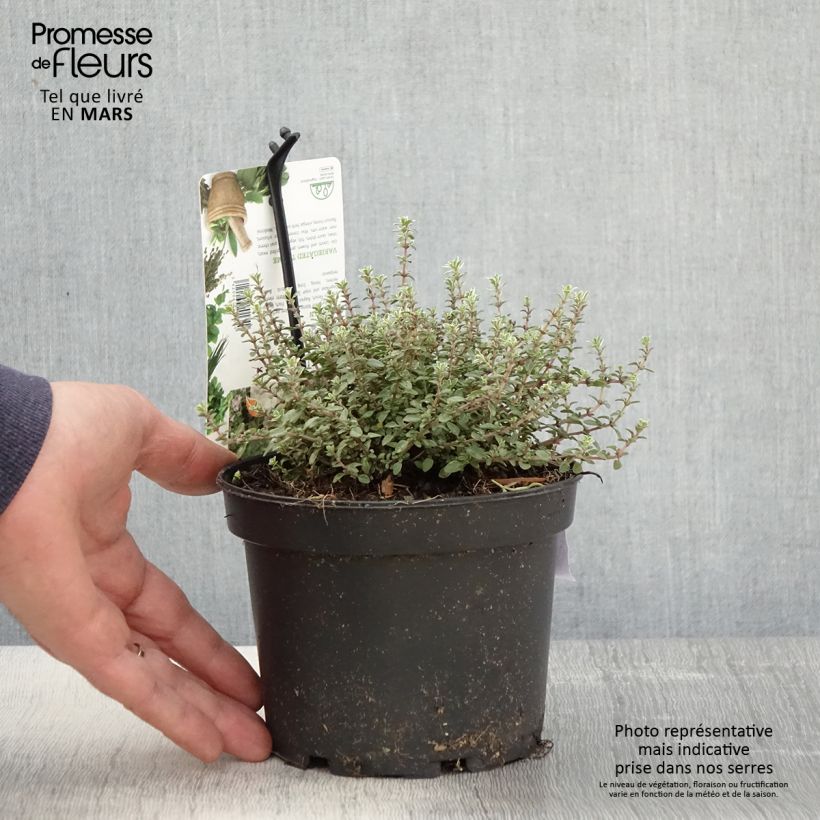 Thymus vulgaris Silver Posie - Silver Thyme 1.5L/2L pot sample as delivered in spring
