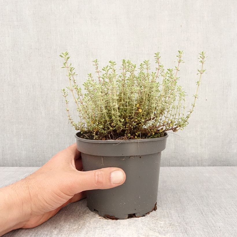 Thymus vulgaris Silver Posie - Silver Thyme 1.5L/2L pot sample as delivered in spring