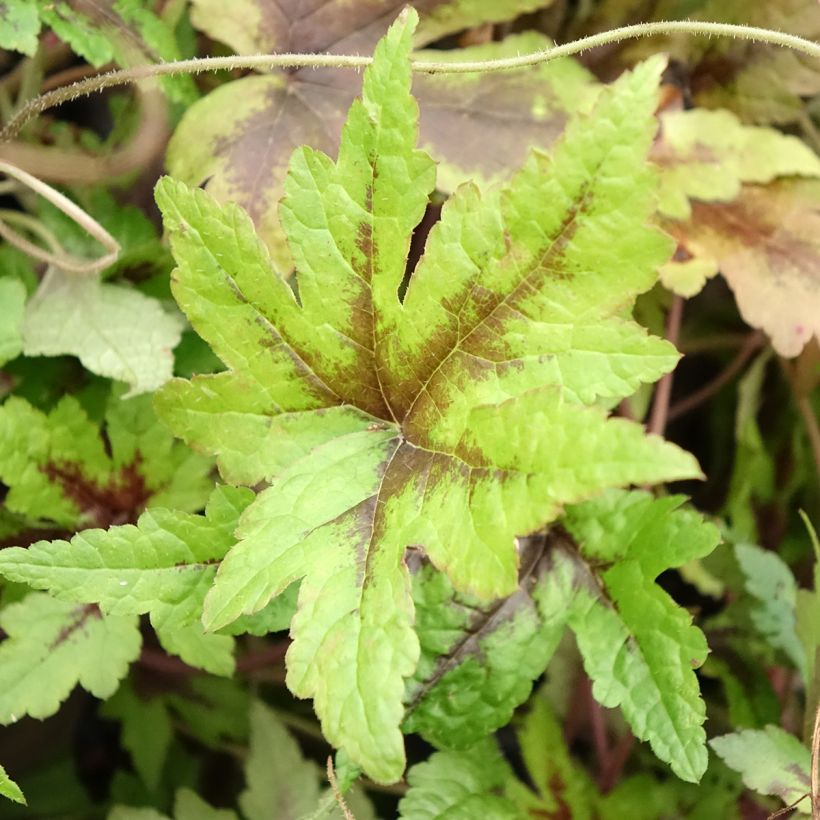 Tiarella  Sugar and Spice (Foliage)