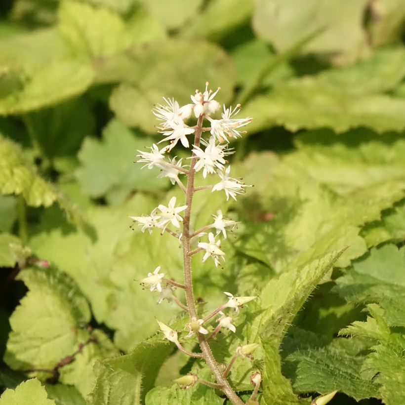 Tiarella cordifolia (Flowering)