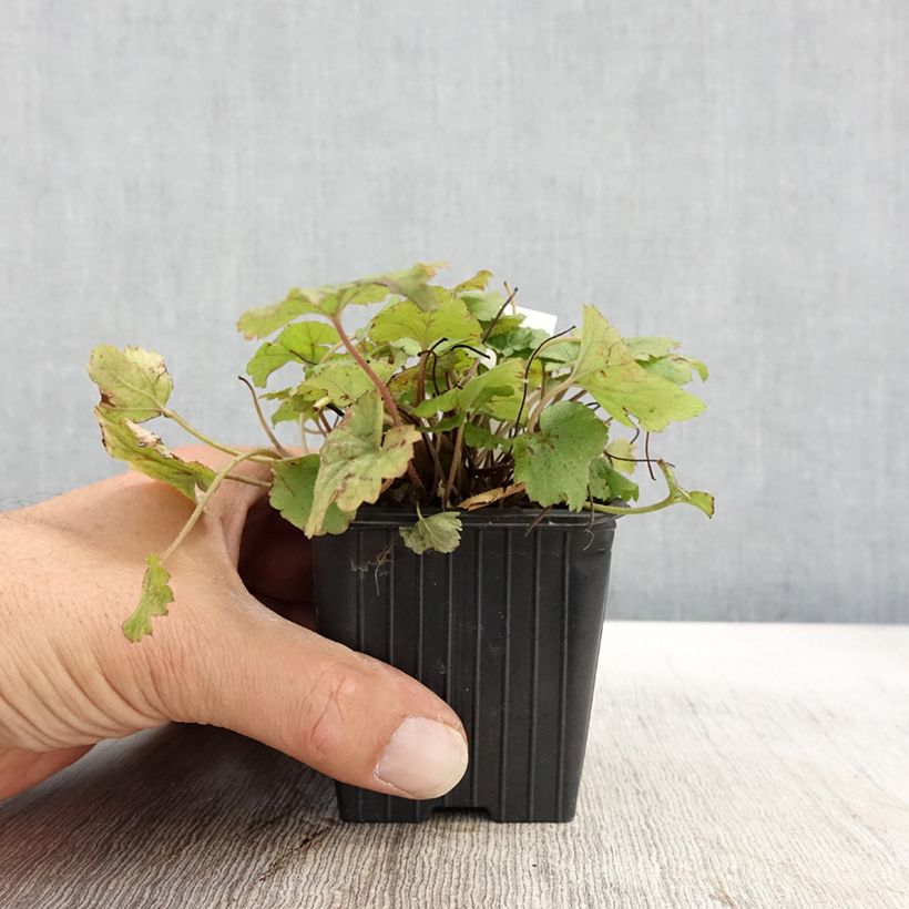 Tiarella  Tiger Stripe 8/9 cm pot sample as delivered in autumn