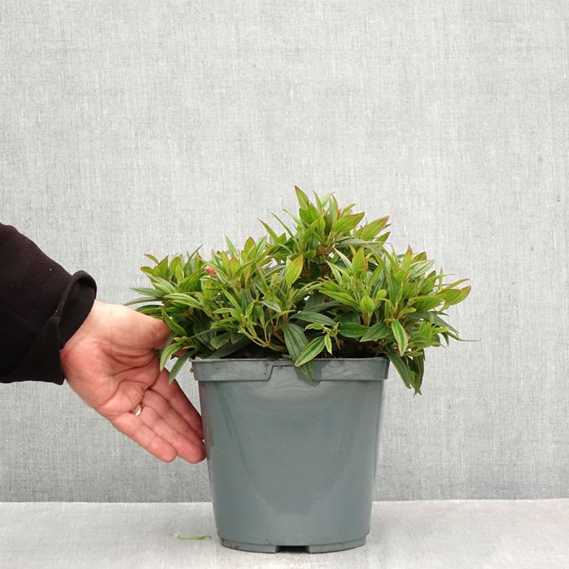 Tibouchina Groovy baby 4L/5L pot sample as delivered in autumn