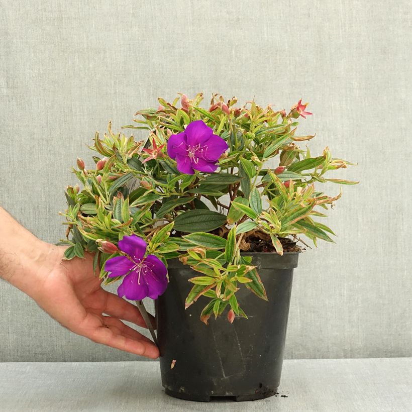 Tibouchina Groovy baby 4L/5L pot sample as delivered in summer