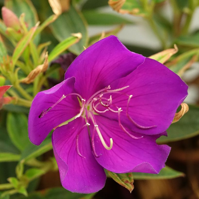 Tibouchina Groovy baby (Flowering)