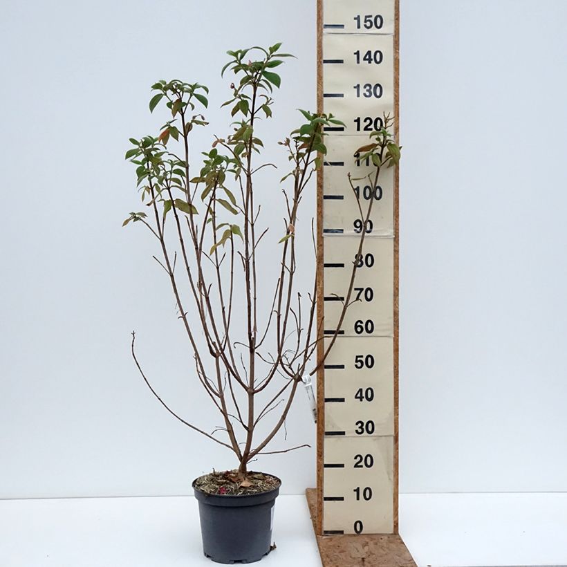Tibouchina semidecandra 7.5L/10L pot sample as delivered in winter