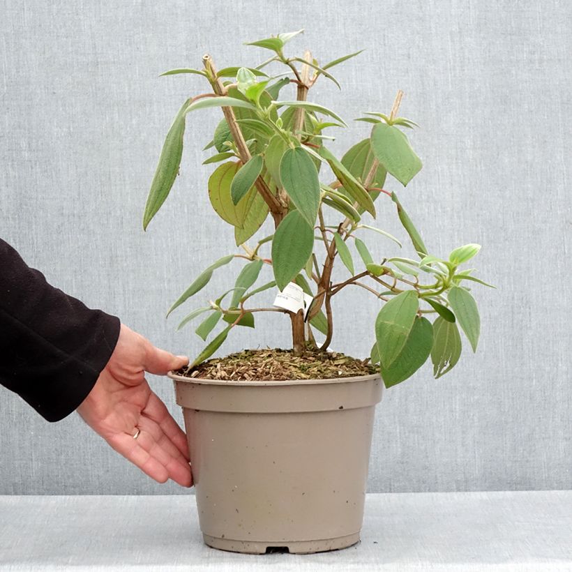 Tibouchina urvilleana Edwardsii 3L/4L pot sample as delivered in spring