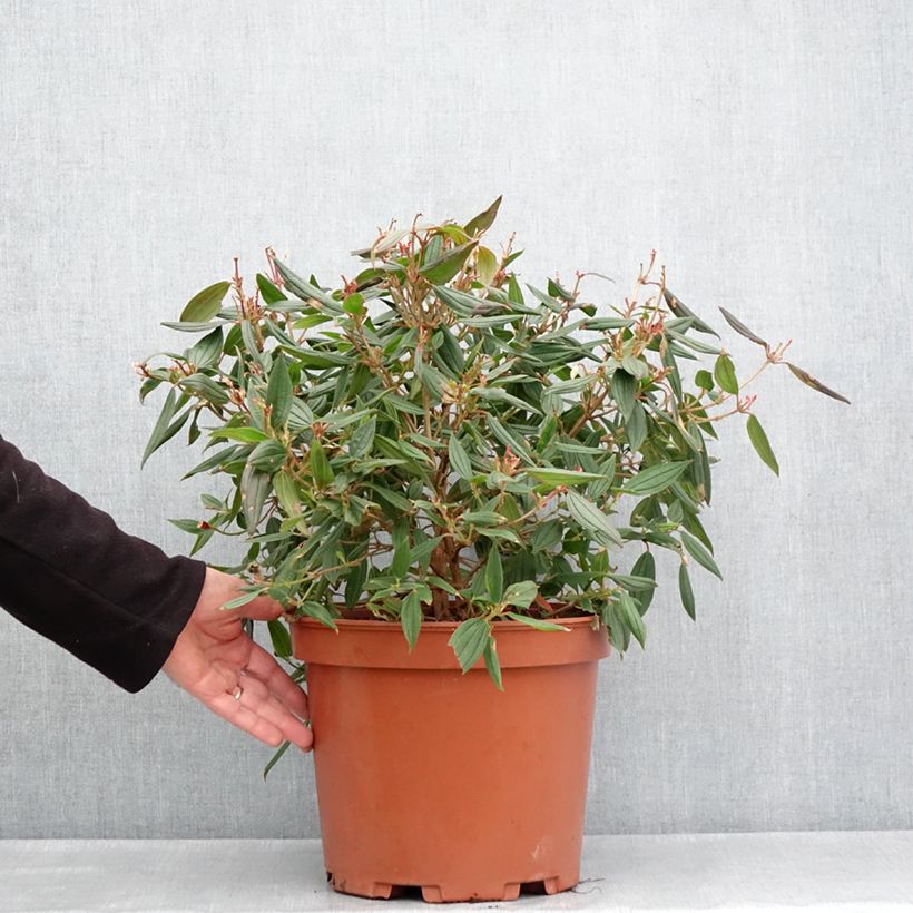 Tibouchina Peace Baby - Glory bush 7.5L/10L pot sample as delivered in spring