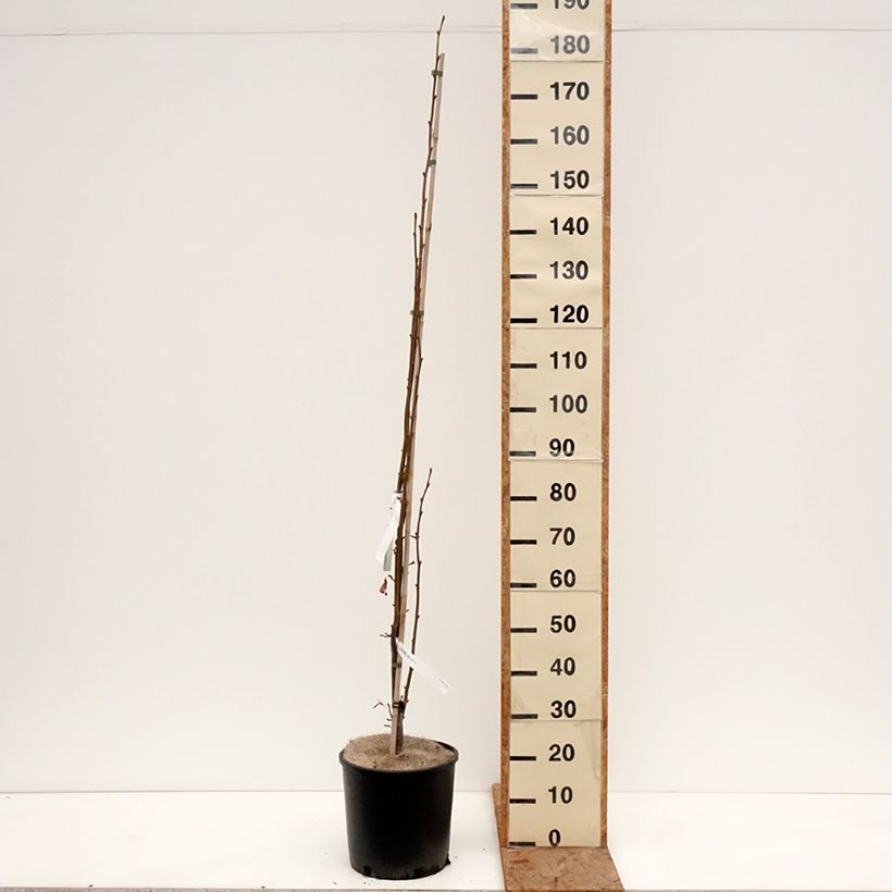 Tilia cordata Rancho - Lime 7.5L/10L pot sample as delivered in winter