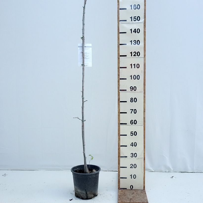 Tilia cordata - Lime 7.5L/10L pot sample as delivered in winter