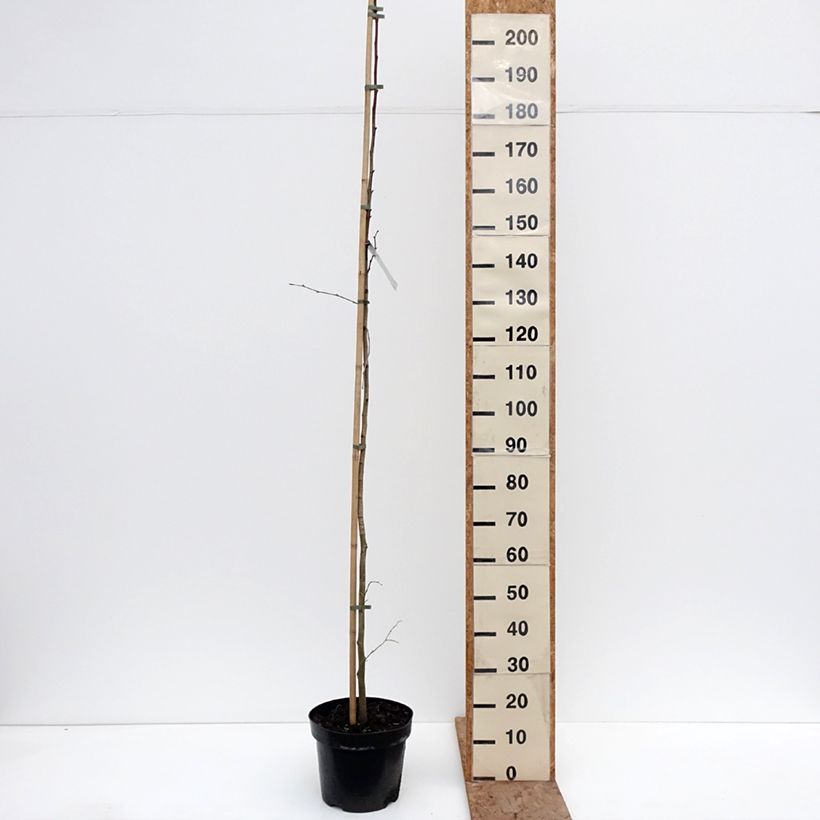 Tilia platyphyllos Laciniata - Lime 7.5L/10L pot sample as delivered in winter