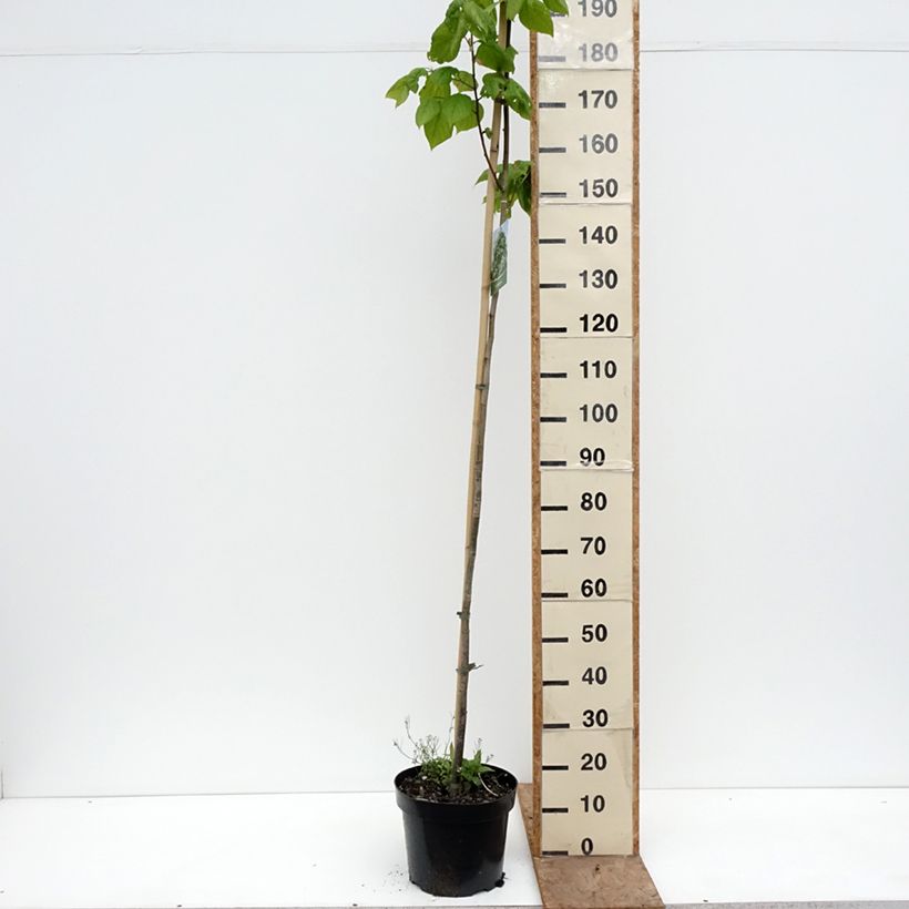Tilia platyphyllos Laciniata - Lime 7.5L/10L pot sample as delivered in spring