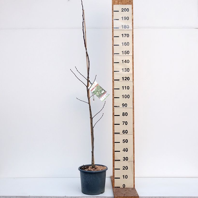 Tilia platyphyllos - Lime 7.5L/10L pot sample as delivered in winter